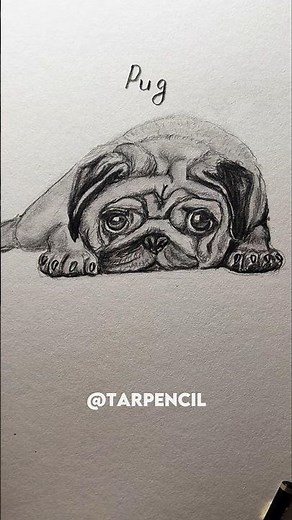 How to draw Pug ✏️ #drawing #art #tutorial #howtodraw #shorts #pug