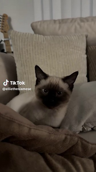 elliethesiamese on TikTok