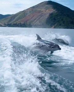 1.6M views · 22K reactions | A rare encounter with such majestic creatures... | LADbible | Facebook