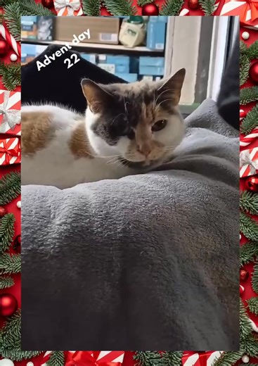 Advent Day 22 Annie Day 22 of the Buy a Cat a Dinner Fundraiser. The Scratching Post likes to give the cats in their care a treat (or two) and we hope you can help by supporting the 'Buy A Cat a Dinner' fundraiser. Obviously, this is only a small selection of the cats in the cattery but the treats will be shared amongst all the cats, you can be sure. --- If you are a UK Tax Payer, did you know you can increase your donation at no cost to yourself? We can claim back Gift Aid! But we need two thin