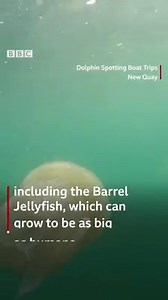 5.9K views · 32 reactions | Jellyfish everywhere...  | BBC Wales News | Facebook