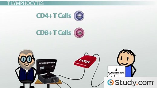 Type IV Hypersensitivity | Reactions & Examples