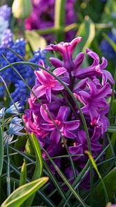 Plant your bulbs now, in well-draining soil for a brighter spring! Get those roots down before winter for stunning blooms. | Flowerbulbs.com | Facebook