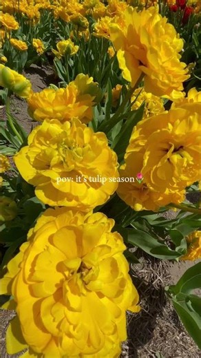 Abbotsford Tulip Festival is open from dawn until dusk until May 3. #tulipfestival #tulips #flower