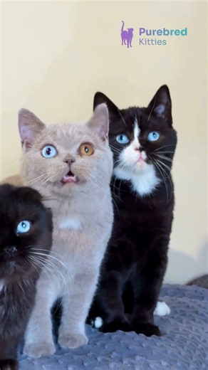 Meet Sky: Black with White Locket British Shorthair Boy – Calm & Charming #britishshorthair