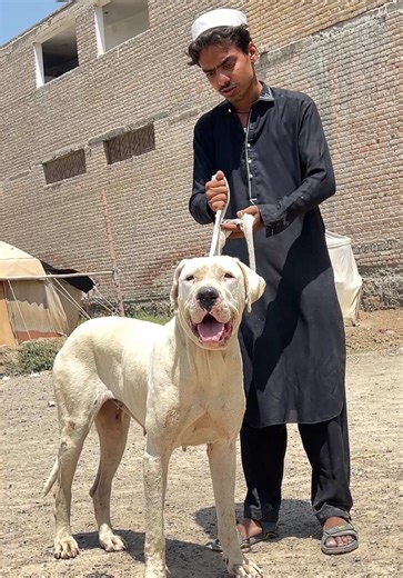 Understanding the Pure Bully Dog Breed