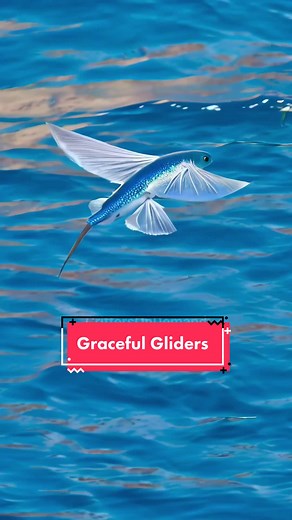 Fascinating Facts About Flying Fish: Nature's Graceful Gliders