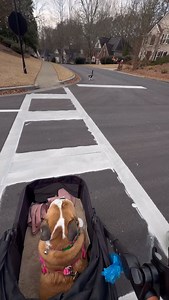 A slightly different perspective of neighbor cat Oliver walking with us. My son was in town and Oliver was showing him some love #ourneighborscat #catwalkswithdog #theneighborscatcomesover #edits | Englishbulldogemmie