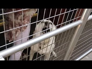 Louis Meets An Uncontrollable Dog - Louis Theroux's LA Stories: City of Dogs - BBC