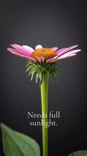 I Always Plant Coneflowers in My Garden