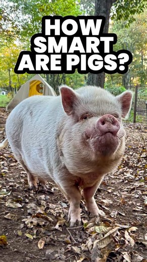 Piggins and Banks on Instagram: "Pig tricks at the end of the video showing how smart they are! 🤓🐷 #pigs #animalfacts #minipigs"