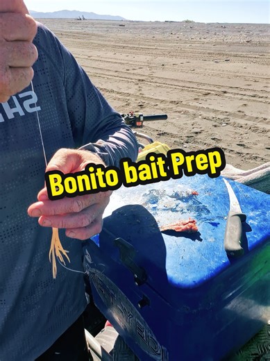 Gurnard Fishing Rig: How to Prepare Bonito Bait
