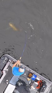 212K views · 1.7K reactions | Those figure 8 muskie eats at the boat are  @muskyfrenzy_lures | Ranger Boats | Facebook