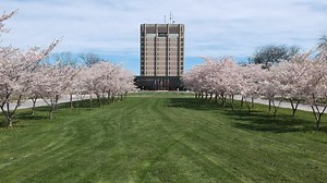 15K views · 565 reactions | Experience #BrockU's cherry blossoms! We've captured our Sakura trees in full bloom so you can see them from home ⬇️ | Brock University | Facebook