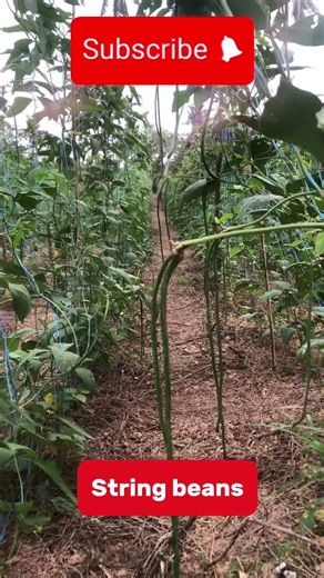 String Beans at home #farmer #garden #strings #supportlocal #farming #agriculture #localfarms