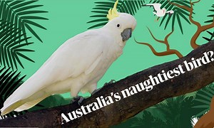 6.8K views · 119 reactions | Sulphur-crested cockatoos are some of...