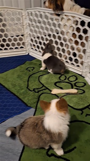 19 reactions · 9 comments | Puppies were introduced to our farm collie today.....the corgis are definitely not afraid of big dogs. And yes, our vocal one is Blaze again. The bluie is Skye, not from our litter. She will be added to our breeding program in 2 years. | Rhone River Farm Pembroke Welsh Corgis | Facebook