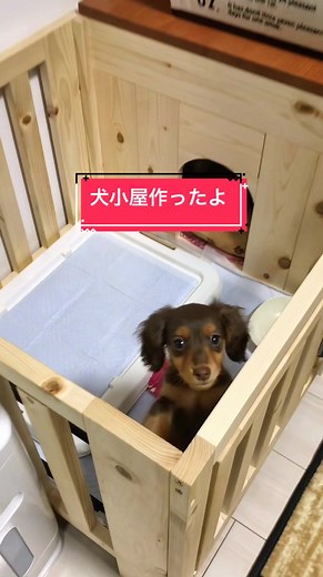 犬小屋DIY: カニンヘンダックスフンドを飼ったから犬小屋作りました