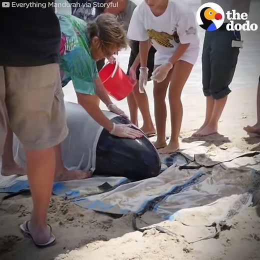 Beached Whale Gets Carried To A Boat So She Can Go Back To The Ocean