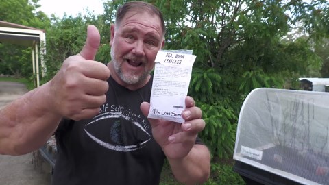 Pea bush leafless experiment: Do these peas really grow without a trellis?