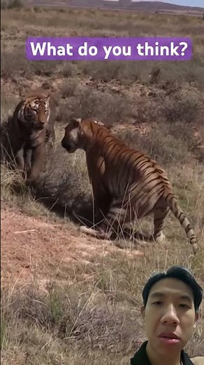 Tiger Battle Caught on Camera – Most Intense Fight Ever! 🐅🔥
