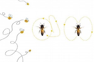 Danza delle api: il meraviglioso modo di comunicare di questi straordinari impollinatori