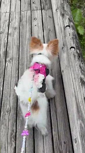 ぼたんちゃん。ツツジを見に行きました。＃マダムパピヨン犬舎＃可愛いパピヨン