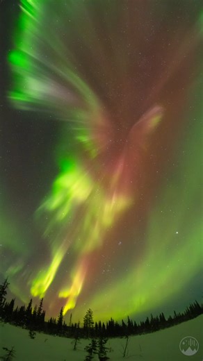 Aurora borealis over the boreal forest of Sweden ♥️ | Night Lights Films