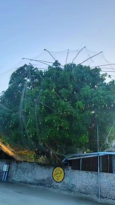 Filladhoo Island Life & Mango Tree