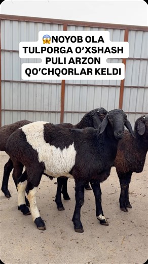 Chorva olami on Instagram: "#porsche#xissoriqoylar #кучкорлар #арашан #ot"