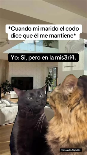 Risitas de Algodón: MemeDivertido de Gatos