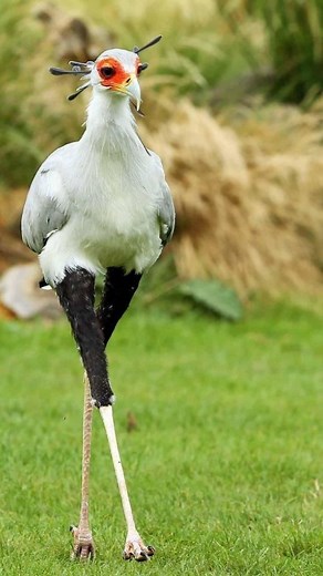 The secretary bird. #birdsofprey #birdsphotography #birdsoftheworld #africanwildlife #africanbirds #savannah #southamerica #grassland #worldwildlife #secretarybird #secretary #bbcearth #bbcwildlife #bbcwildlifepotd #nationalgeographic #natgeoindia #natgeowild #natgeo #discoverychannel #discovery #oneplanet #planetearth #animalworld #animalplanet #animalkingdom #saveenvironment #karnatakagovernment #indianwildlifeofficial | Vivek Mandya C