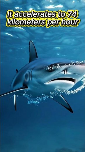 The Mako sharkspeed upto 74km#makoshark#fastestanimal#oceanpredators#animalfacts#wildlifedocumentary