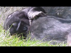 Bonobo Observation Video