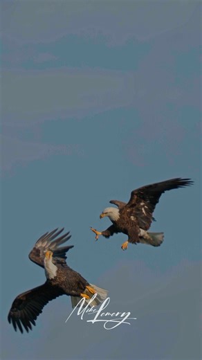 Two Bald Eagles in Flight: A Potential Display of Courtship? | Mike Lemery Films