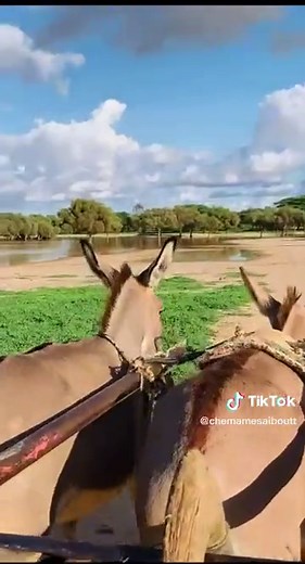 Donkeys Pulling Cart in Scenic Rural Setting