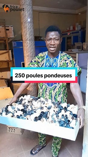 Rentabiliser 250 Poules Pondeuses: Explications d'un Éleveur