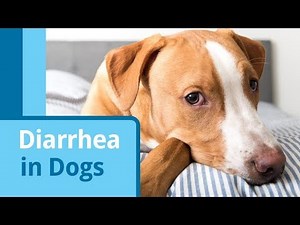 Diarrhea in Dogs