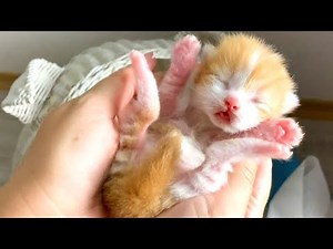 We check newborn kitten, but he hisses at us