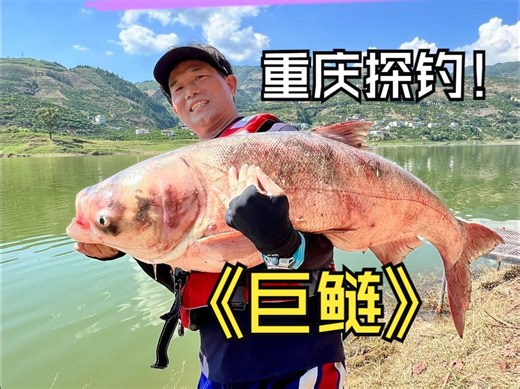 重庆探钓60斤巨型鲢鳙（一）