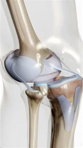 knee joint bone structure animation #medicalstudent #jointhealth