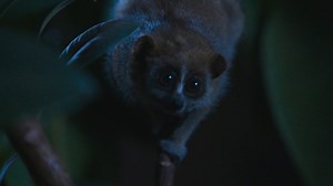 BBC One - Super Cute Animals - Slow loris