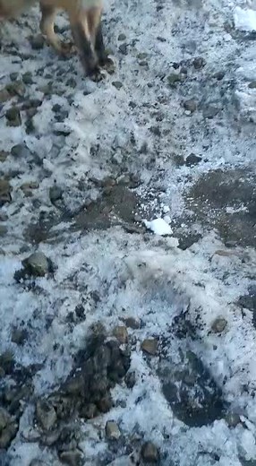 Fox Interacts with Human in Snowy Landscape