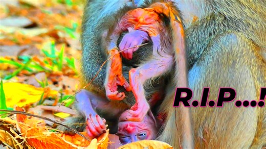 Million Pitiful Newborn Can Not Live With Her Mother Forever After Born Immediately | Reel Monkeys