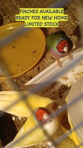 Finch Birds Available for Sale 🐦 | Healthy Home-Bred Finches#Shorts #Finches #BirdsForSale #Aviary