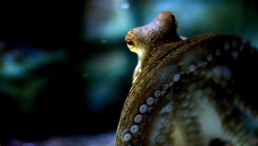 The world’s oldest ‘octopus’ fossil isn’t an octopus after all—Here’s what led to the discovery