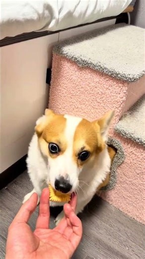 The whole process is not accelerated. Now this dog is really capable. Corgi hole-drilling puppy.