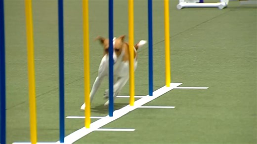 Clean run from Jyn the Rat Terrier! 👏 | American Kennel Club