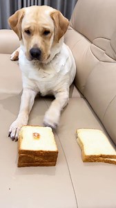 The dog realized it had been tricked and started grumbling as it ate everything. #dogs #puppies #pets #puppylove #dog #doglover #doglife #puppy #doglovers #cute #cat | Annie