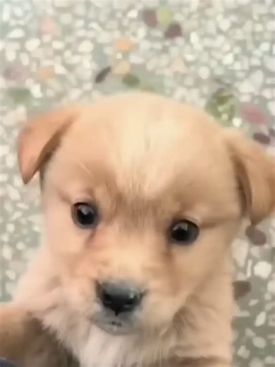 Do you LOVE your dog but HATE the constant barking? 😵‍💫 Meet the ULTRASONIC BARK CONTROL DEVICE — the SMART & HUMANE way to reduce EXCESSIVE barking without SHOCKS or CRUEL methods. Every time your FURRY FRIEND starts causing a RUCKUS, just press the button to EMIT a SAFE ultrasonic sound only they can hear. Your dog learns when to STOP barking — and YOU get your PEACE & QUIET back 🧘‍♂️✨ Perfect for homes, apartments, and yards. 👉 Click the link in the bio to get yours NOW! #DogTraining #Dog